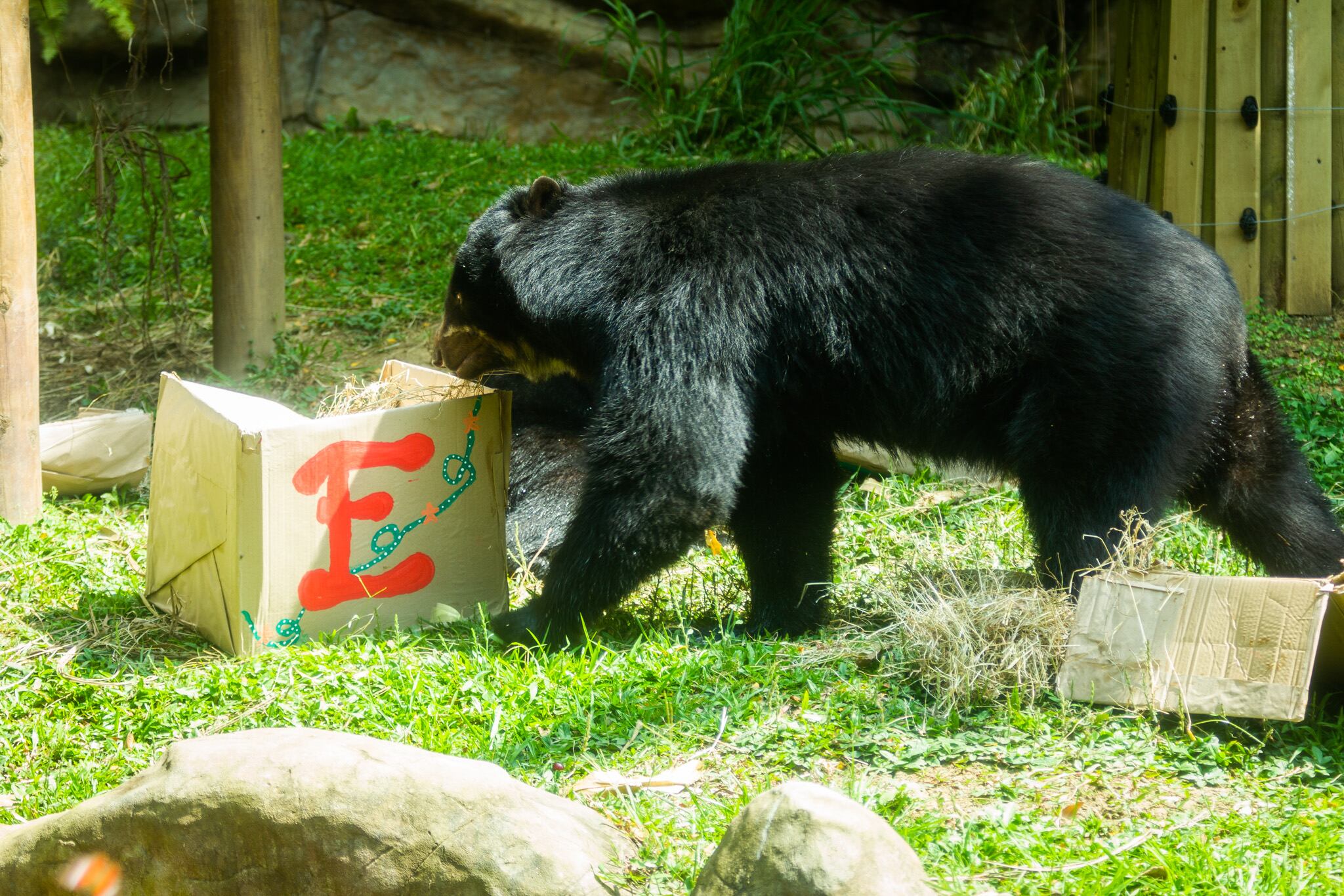 Los animales buscaron sus regalos dentro de las cajas.