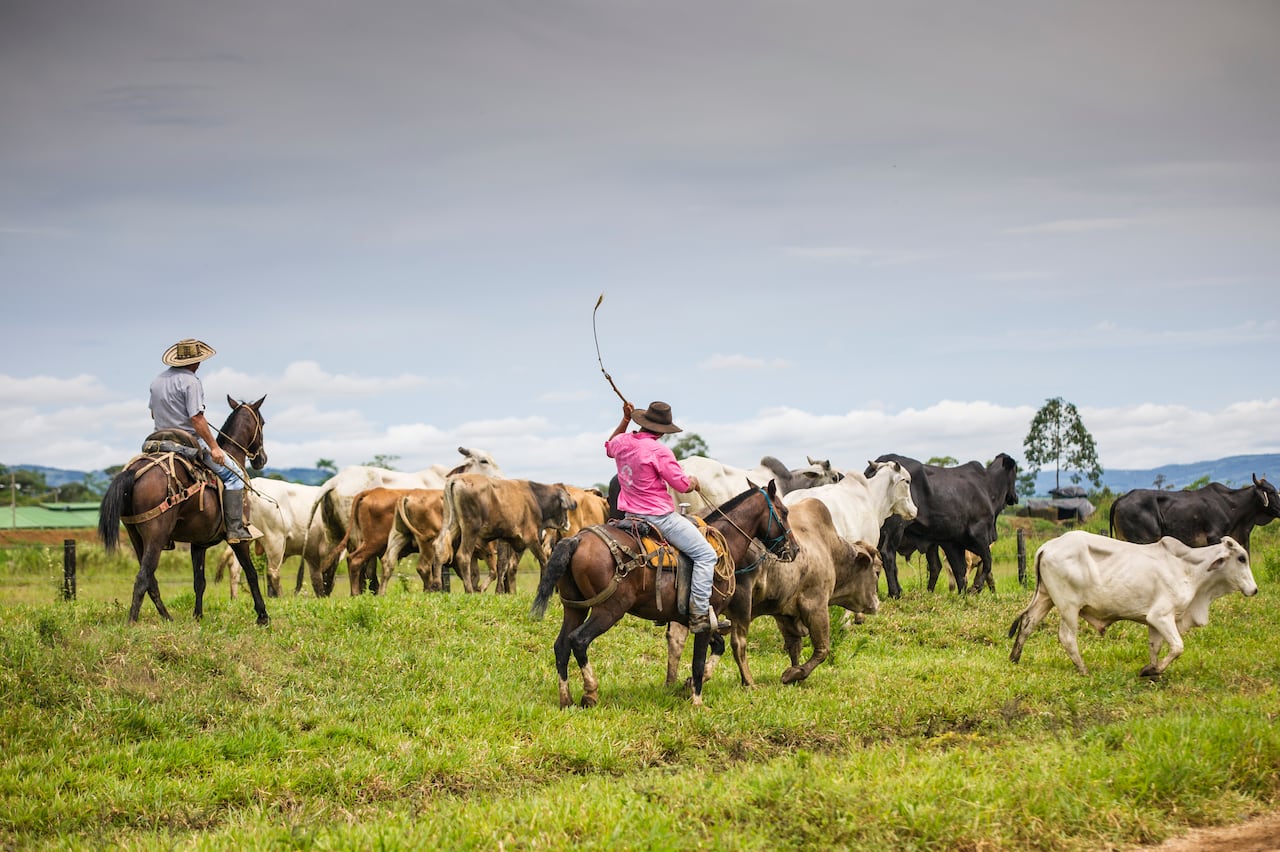 Los cantos de trabajo del llano son la forma más antigua de comunicación entre el ser humano y el ganado en la Orinoquia. Se interpretan a capela, con voz libre y prolongada, y cada uno cumple una función precisa dentro de la faena ganadera: