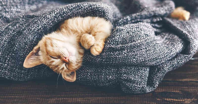 Los gatos pasan la mayor parte del día durmiendo.
