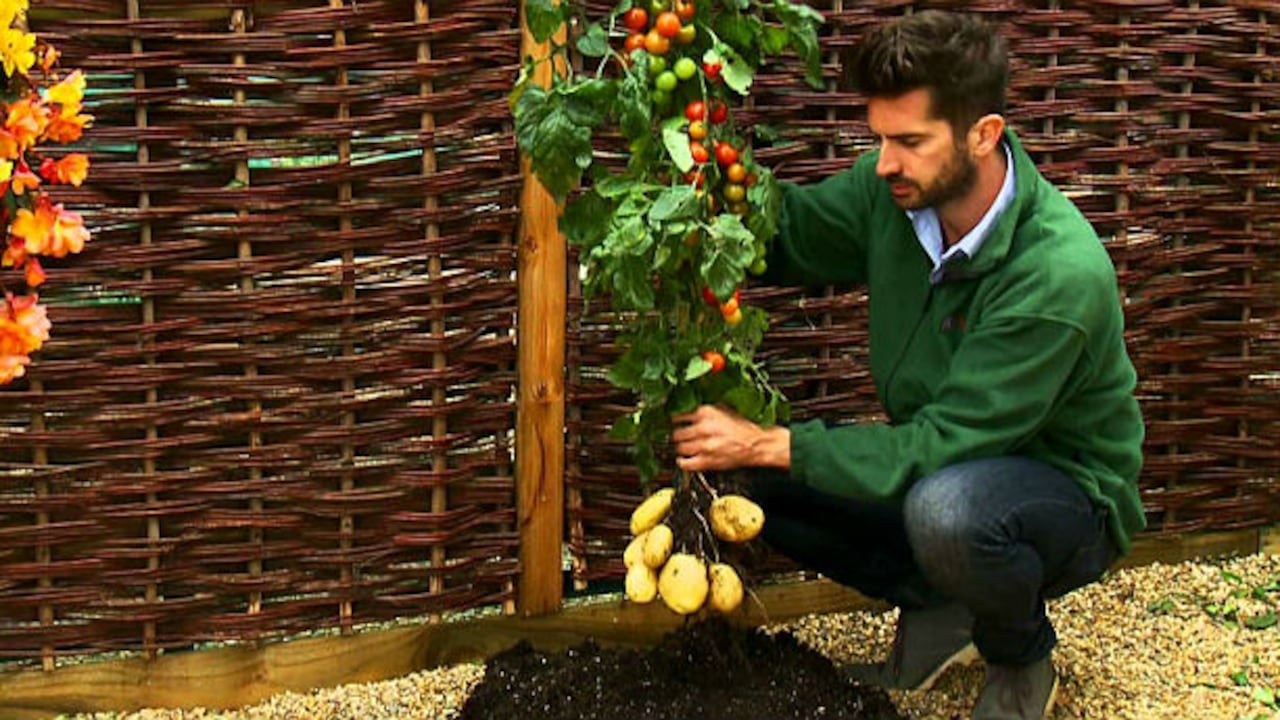 La planta dura una temporada.