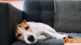 Cuando un perro está mucho tiempo acostado o se ve decaído, es importante prestarle atención.