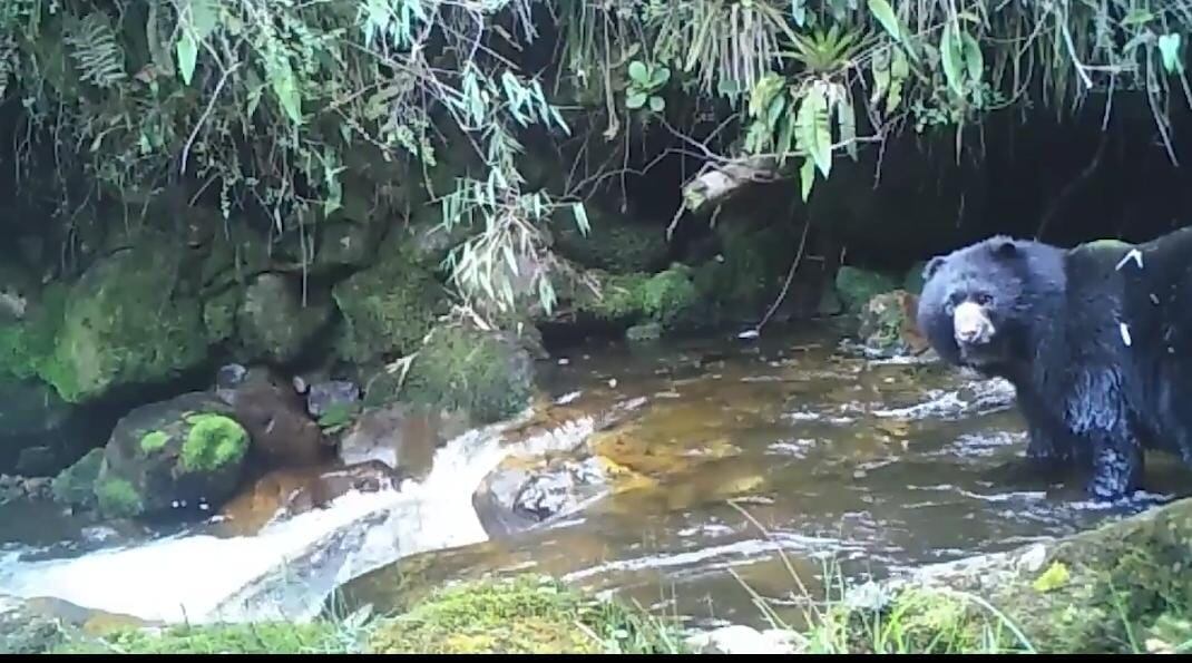 Oso de anteojos en Cundinamarca