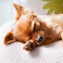 El sueño en los perros es clave para que recuperen energía.