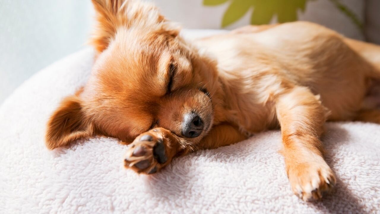 El sueño en los perros es clave para que recuperen energía.