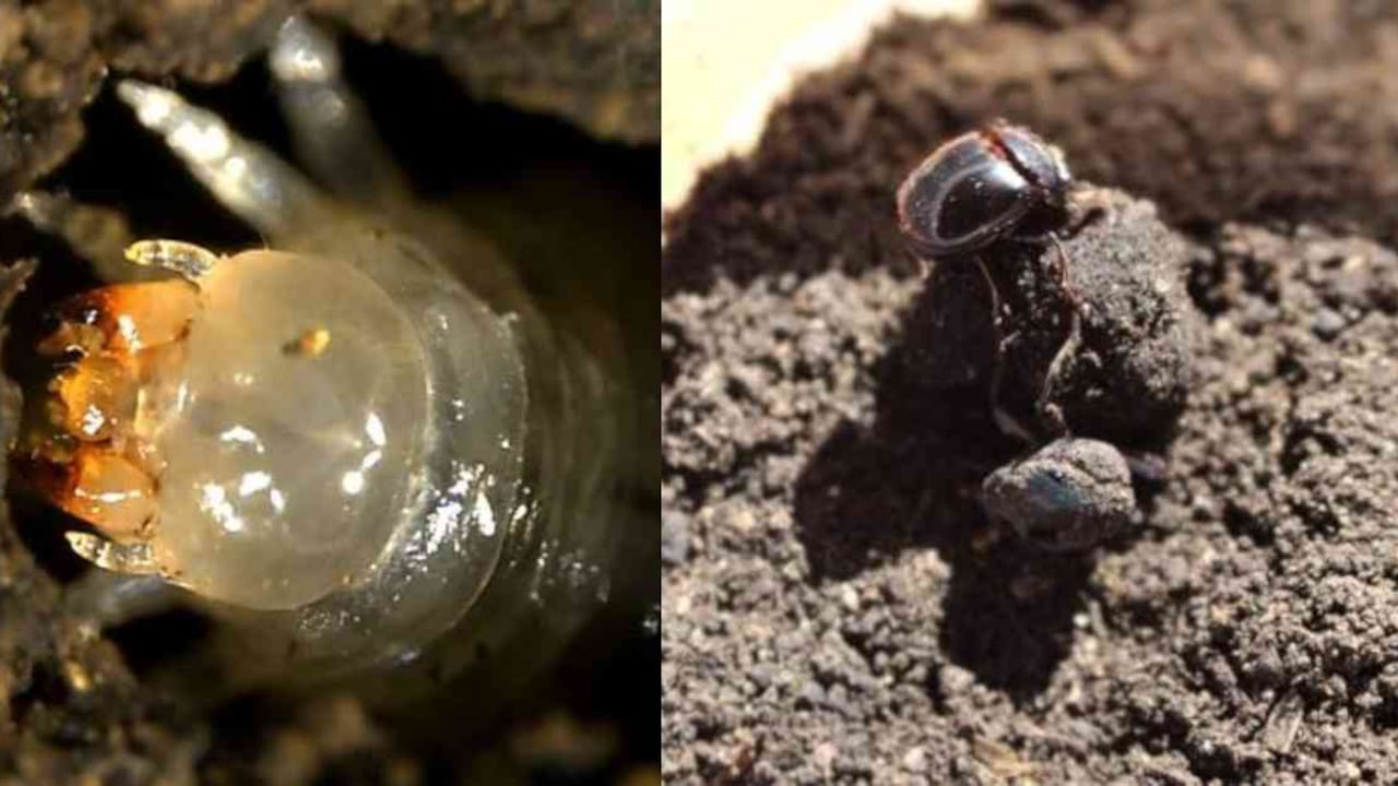 La población de escarabajos coprófagos disminuye cada vez más por el uso de pesticidas en la ganadería. Foto: Claudia Medina (Instituto Humboldt).