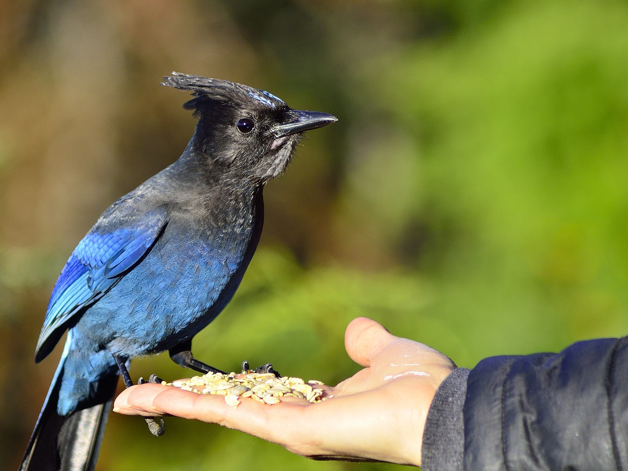 El análisis incluyó especies como el gorrión cantor y el arrendajo de Steller para entender su adaptación térmica.