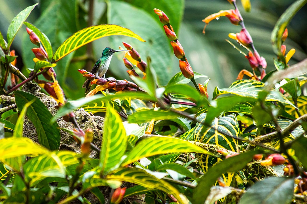 En Nariño se ha confirmado la presencia de más de mil especies de aves.