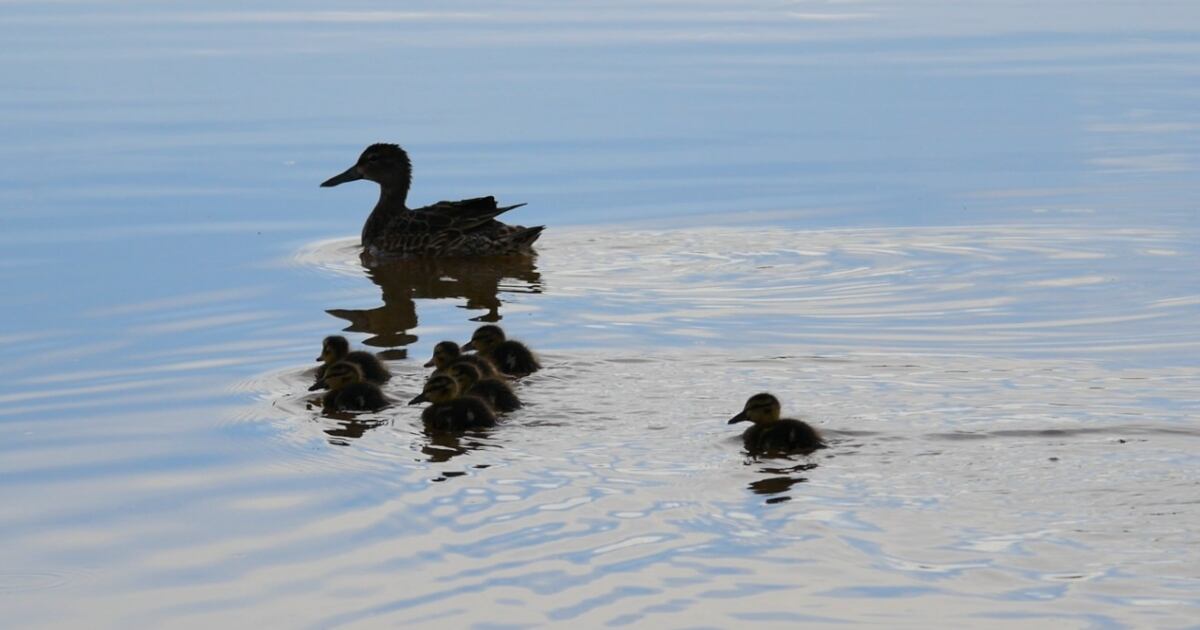Ciudadanos pueden conocer las aves de los humedales.