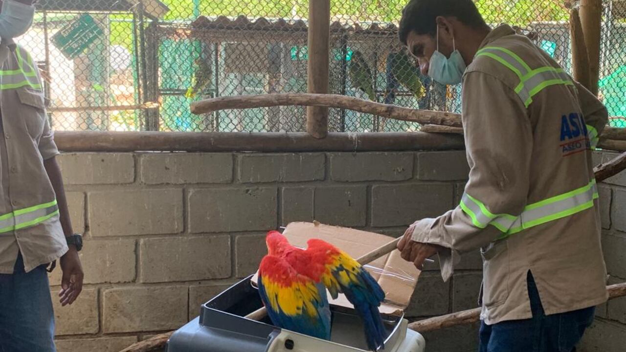 Más de 400 especies silvestres fueron liberadas en el caribe colombiano