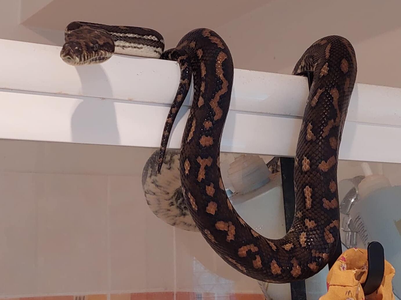 Facebook:@hudsonsnakecatching