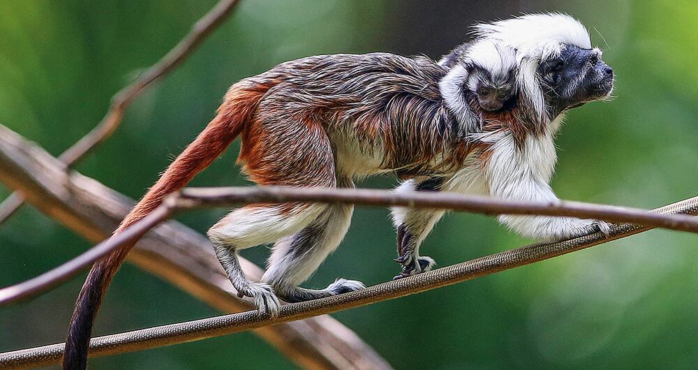 El mundo necesitala COP16 _4