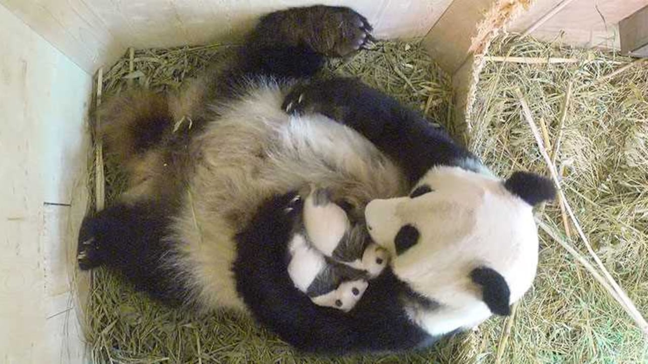 Los expertos calculan que hay cerca de 1,600 pandas gigantes que viven en libertad en China, según datos del año 2015.