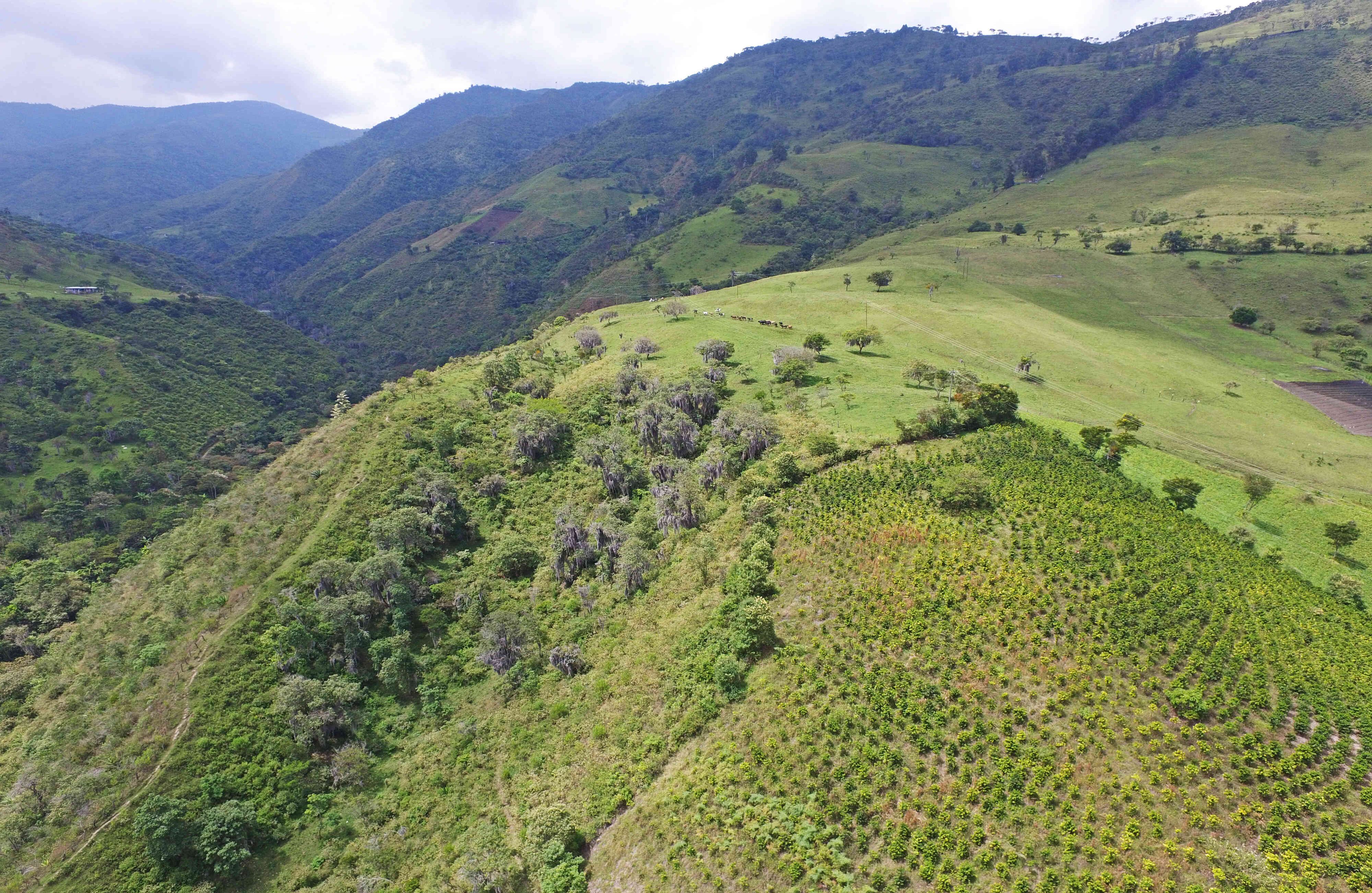 Como parte de la iniciativa natural y sostenible, además del museo localizado en el municipio El Cerrito, el Ingenio Providencia también cuenta con un Parque ecológico adquirido recientemente que comprende 414 hectáreas. Foto: Ingenio Providencia.