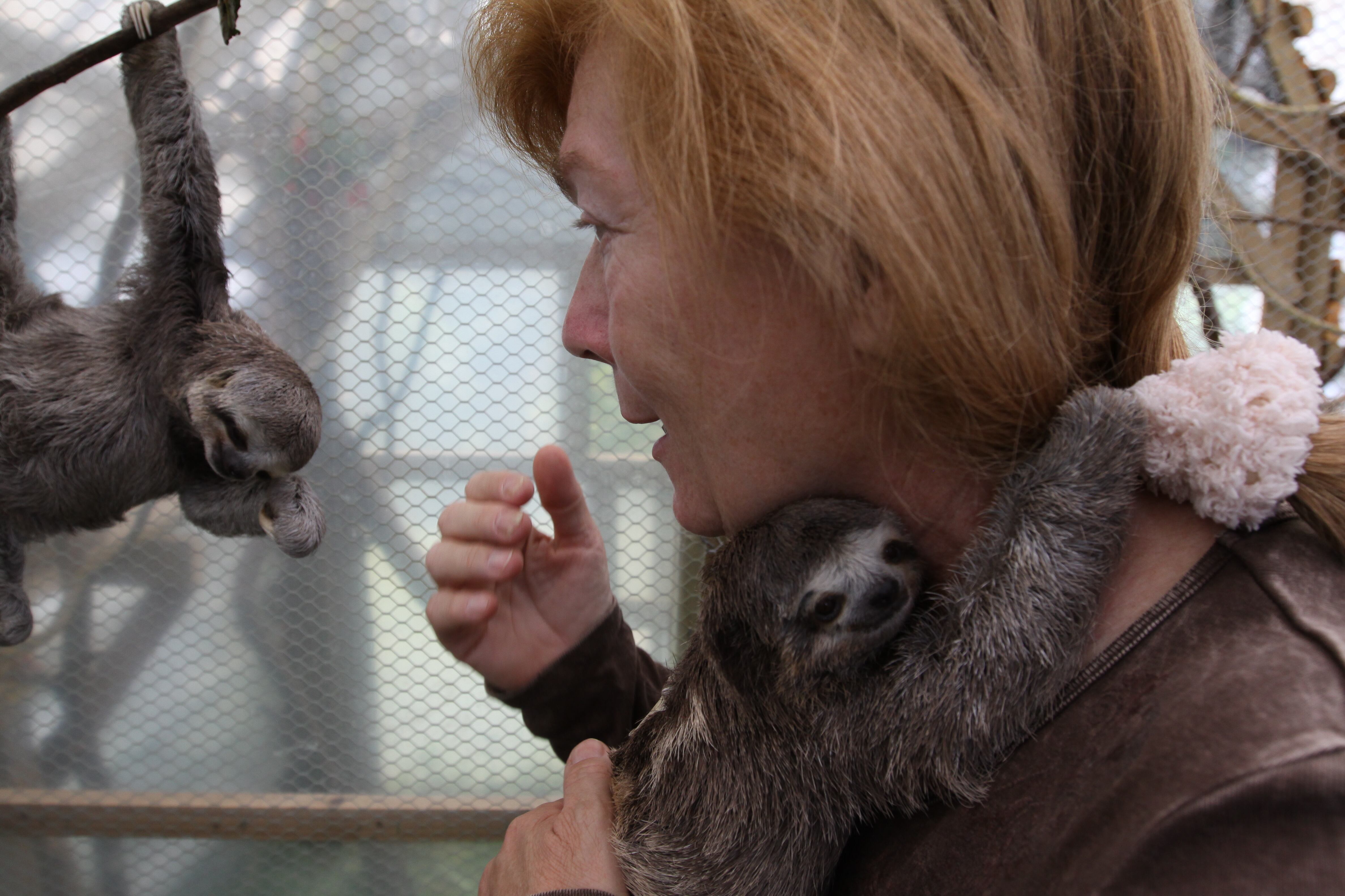 A través de la Fundación Aiunau, en cabeza de Tinka Plese, se protege a los osos perezosos y otras especies amenazadas por el tráfico ilegal.