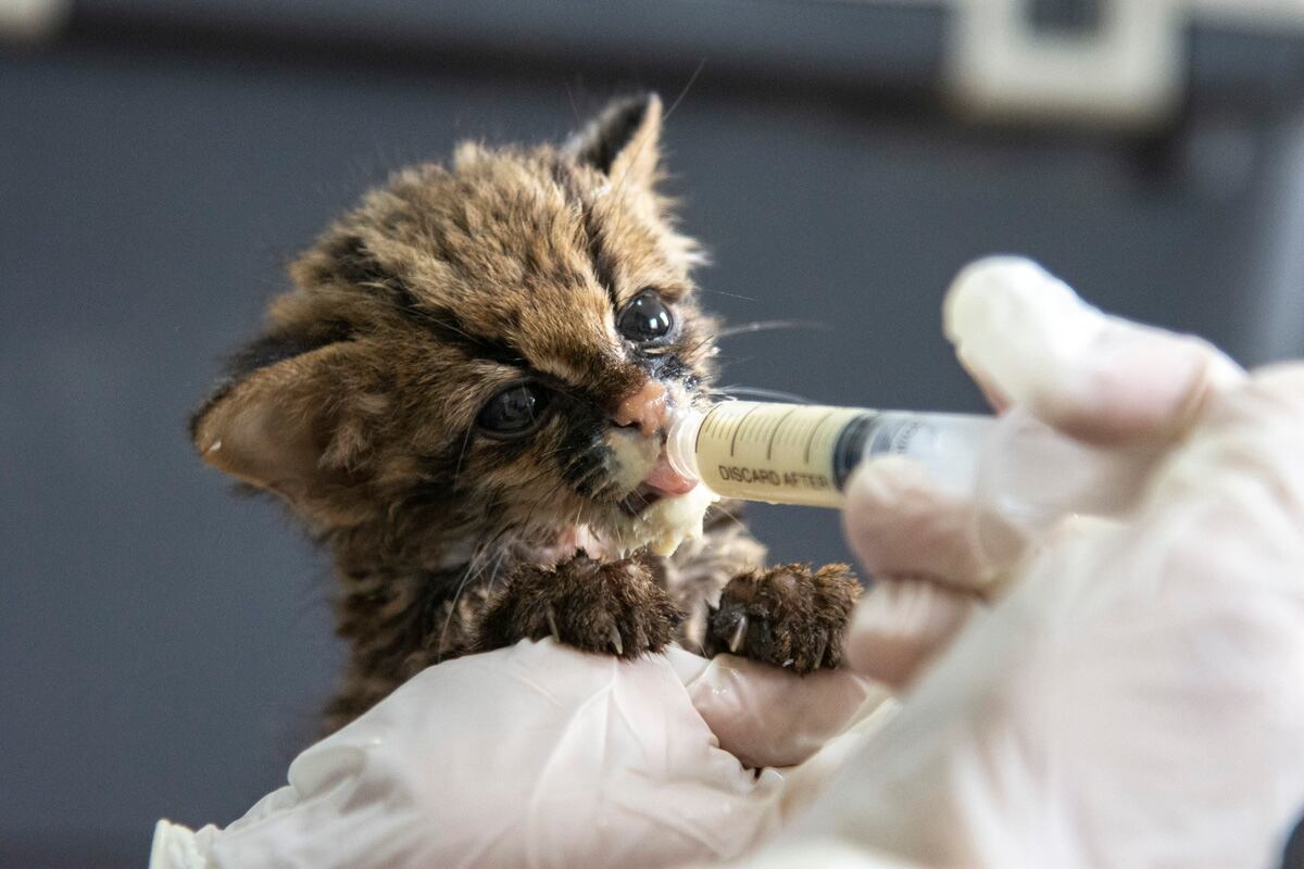 Tigrillo rescatado y tratado en la Unidad de Rescate y Rehabilitación de Animales Silvestres (Urras)