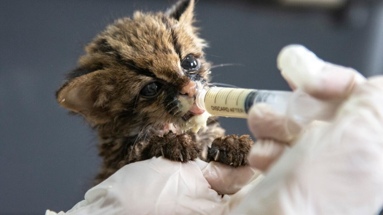 Tigrillo rescatado y tratado en la Unidad de Rescate y Rehabilitación de Animales Silvestres (Urras)