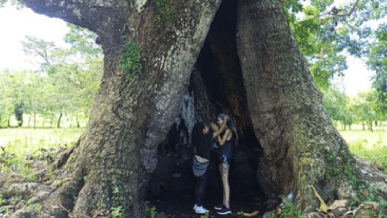 Árbol mágico del amor y la vida, atractivo turístico imperdible en Antioquia.