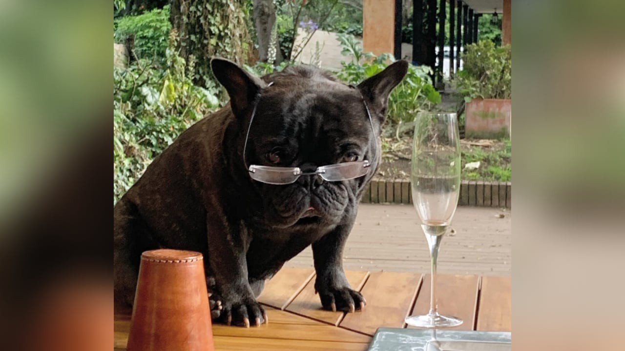 La mascota es muy importante para la familia de los Vargas Lleras.