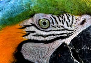 El Amazonas posee el 20 % de todas las especies de aves que existen en el mundo: 1 de cada 5 pertenecen al Amazonas.