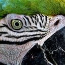 El Amazonas posee el 20 % de todas las especies de aves que existen en el mundo: 1 de cada 5 pertenecen al Amazonas.