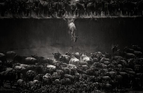 Ganador de la categoría "Naturaleza": "The Great Migration" (La gran migración)  Ubicación: Norte del Serengueti, Tanzania  Fotografía y leyenda por Nicole Cambré/Concurso de fotografía National Geographic 2014