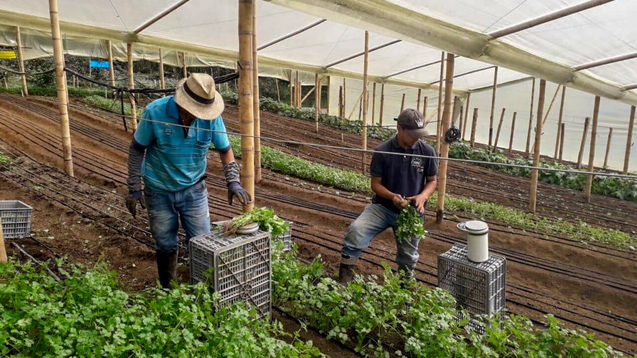 Se llama Tu Plaza y durante el Paro Nacional ha sabido sortear los bloqueos para que los campesinos del Valle del Cauca puedan vender sus productos y los hogares de Cali logren abastecerse.