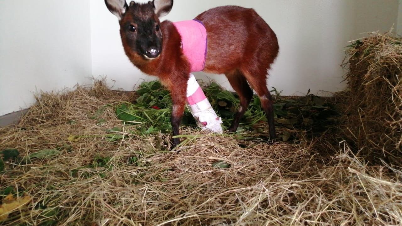 El animal no podrá regresar a su hábitat.