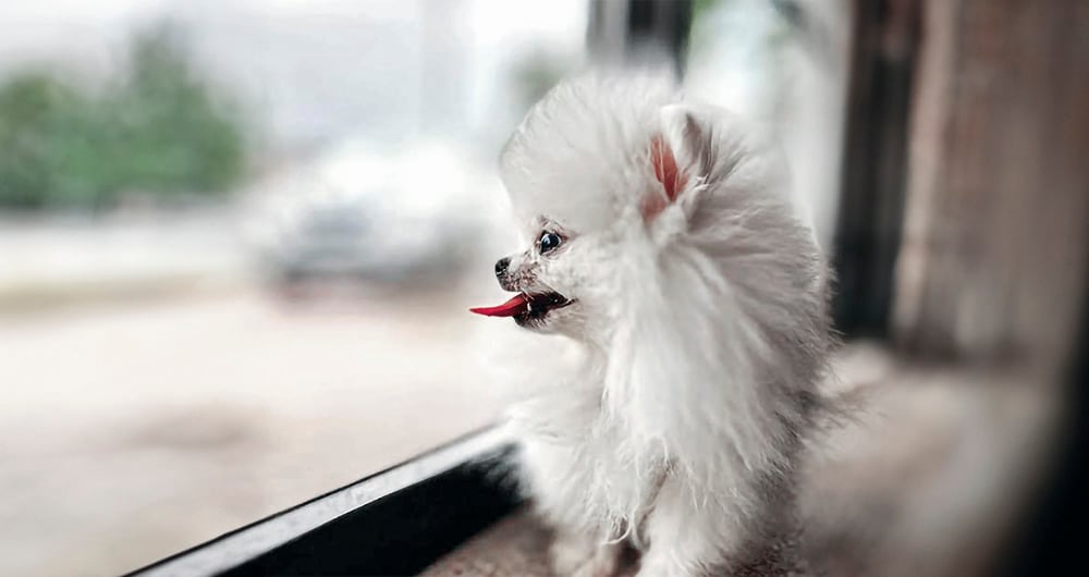 Mua llegó a Medellín el 11 de julio de 2024.