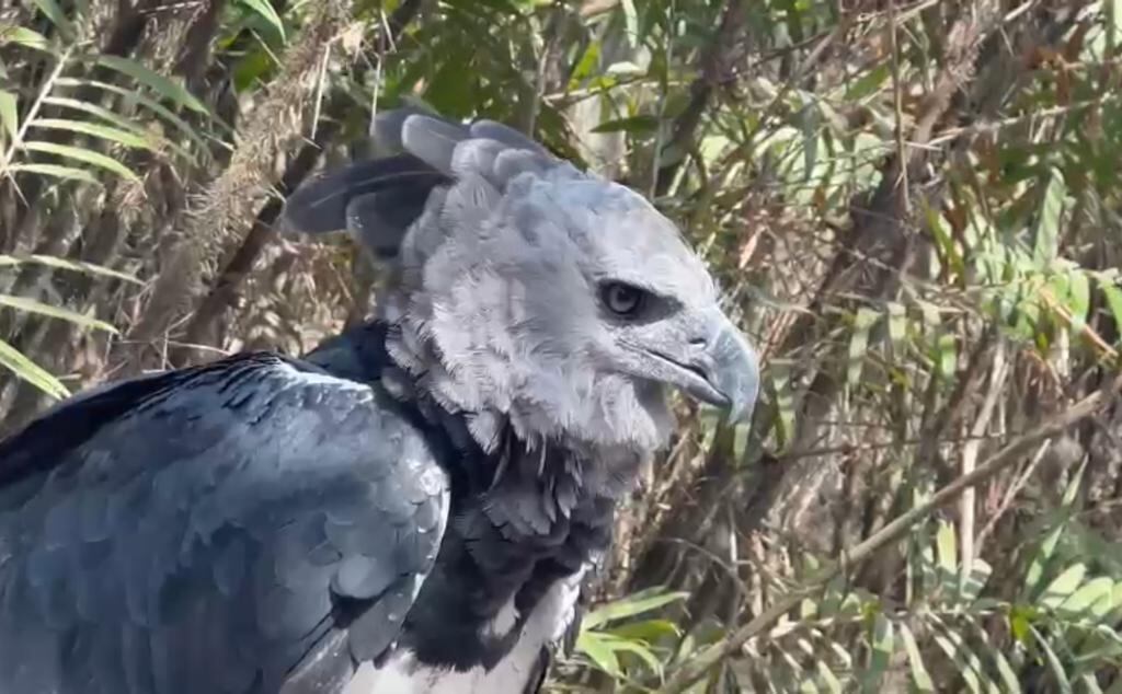 El símbolo de la Fuerza Aérea que las Fuerzas Militares buscan que no se extinga.