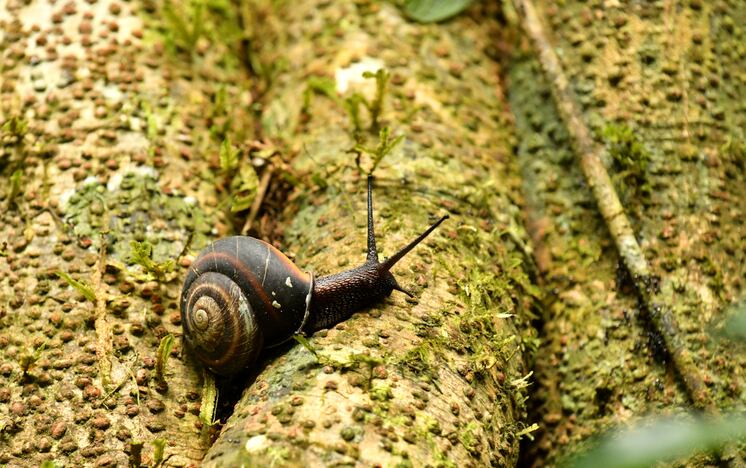 caracol