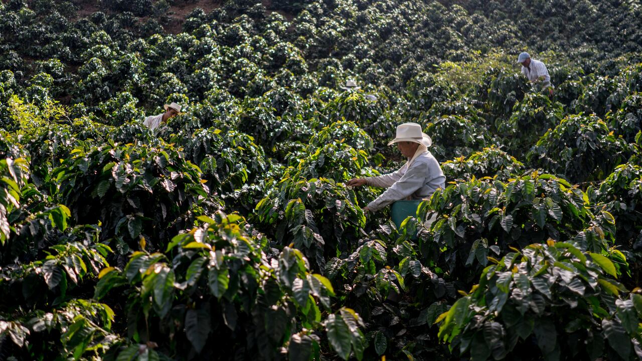 Visitar plantaciones de café es uno de los planes para hacer en Calarcá, en el Quindío.
