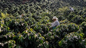 Cultivo de Café