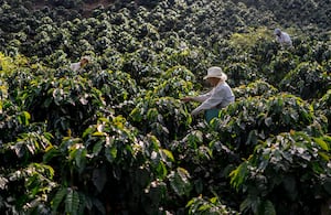 Cultivo de Café