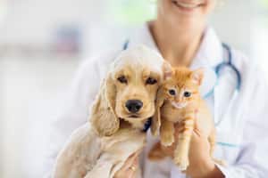 En Colombia la industria alrededor de las mascotas ha crecido más del 80% en los últimos años.