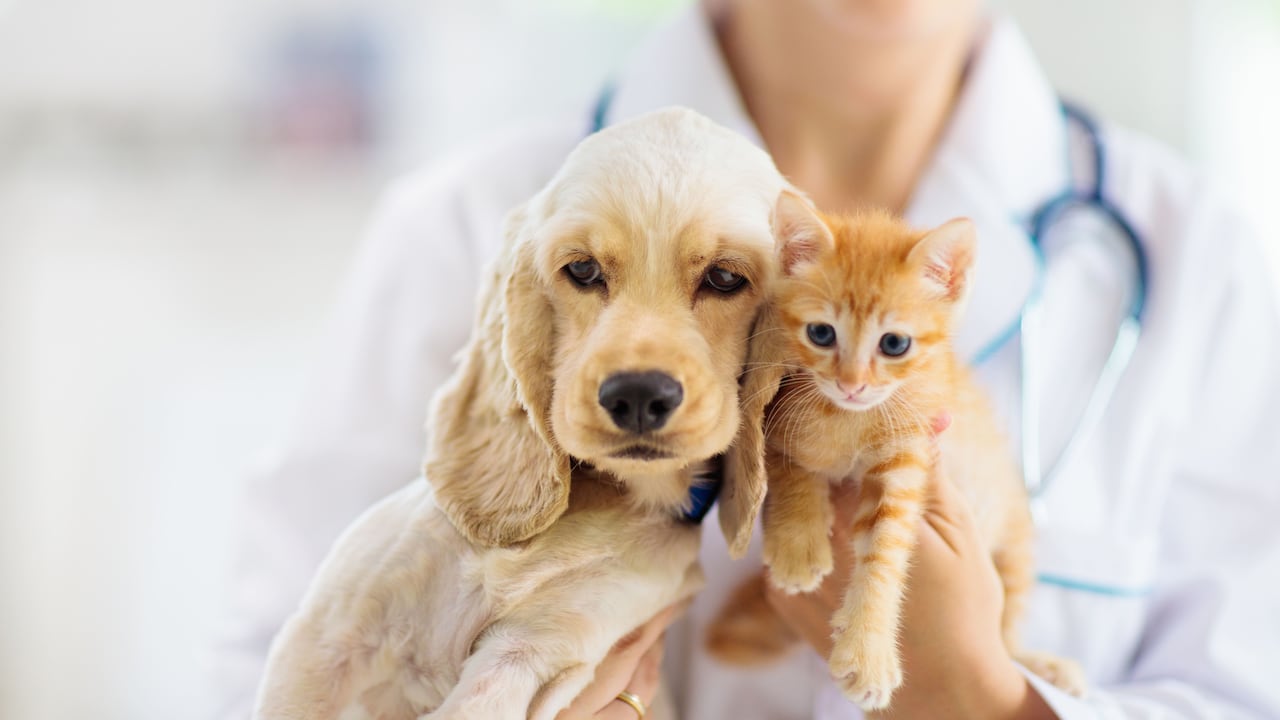 En Colombia la industria alrededor de las mascotas ha crecido más del 80% en los últimos años.