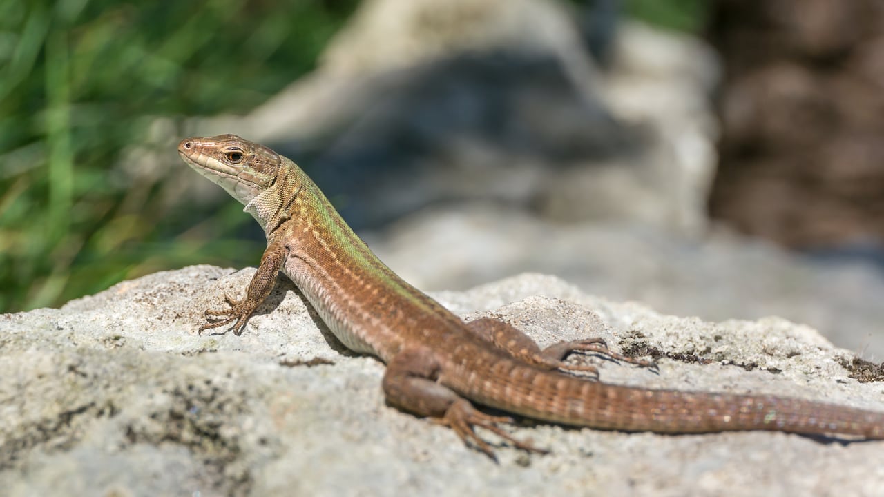Conozca qué puede significar la presencia de lagartijas en la casa.