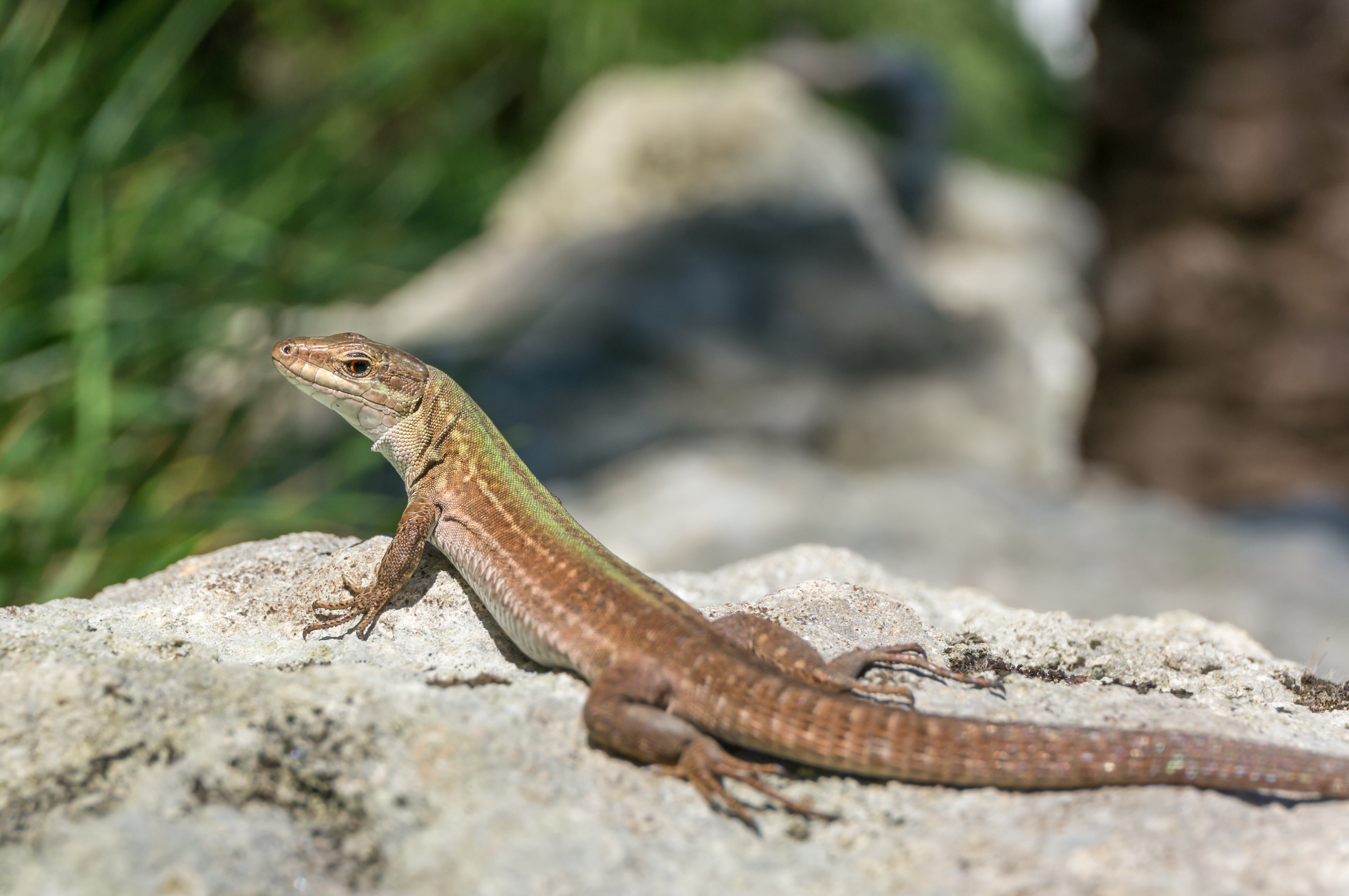 Conozca qué puede significar la presencia de lagartijas en la casa.