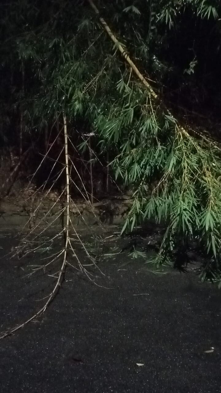 La caída de árboles afectó la red eléctrica en algunos sectores de la ciudad.