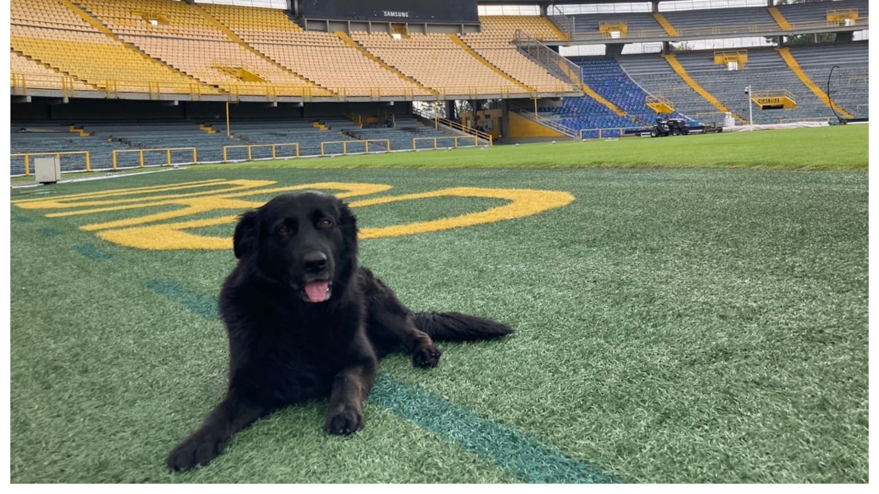 Tony Camacho, la mascota del Estadio El Campín