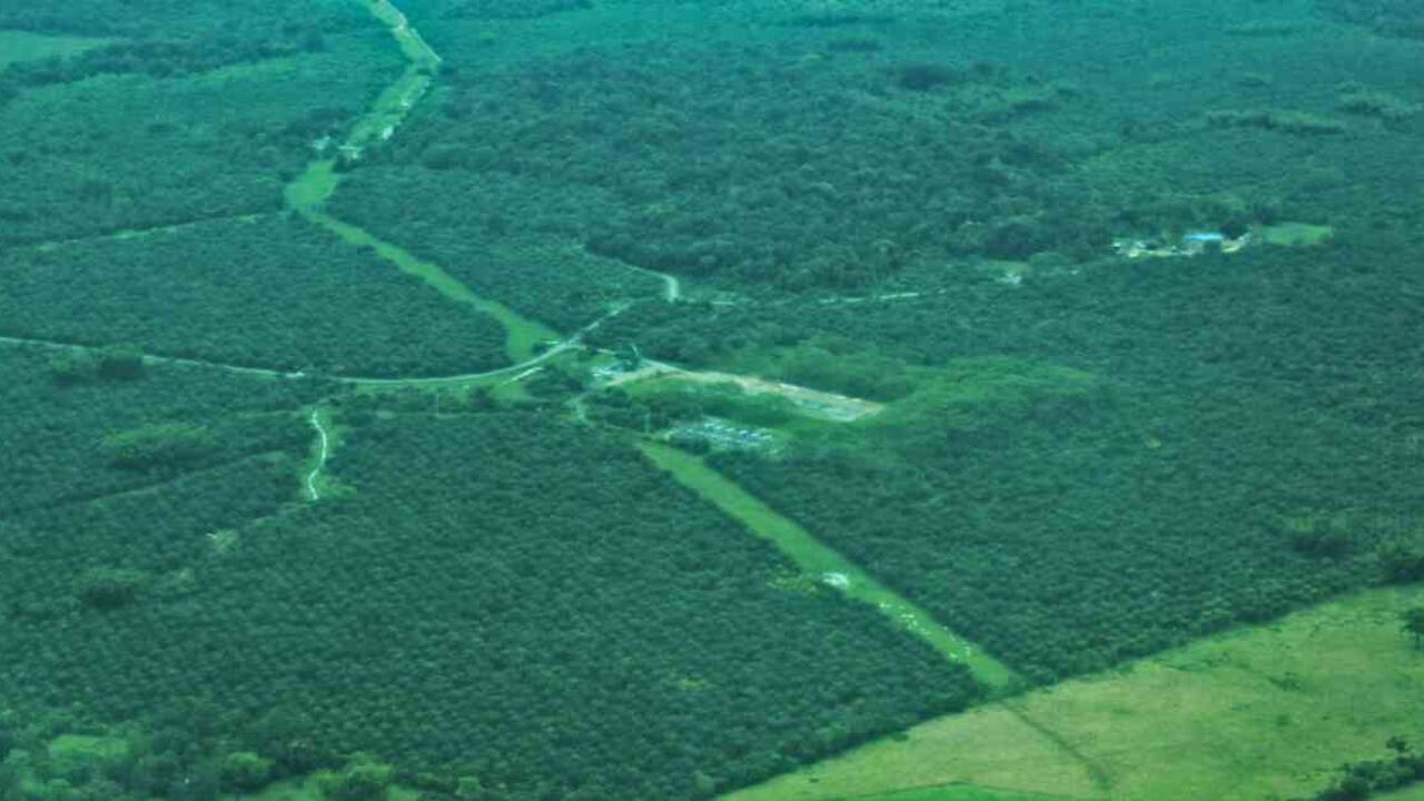 Varios cultivos de palma de aceite han sido identificados por sobrevuelos en la reserva forestal de la Amazonia. Foto: Rodrigo Botero (FCDS).