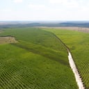 InverBosques, Especial Pulmón verde