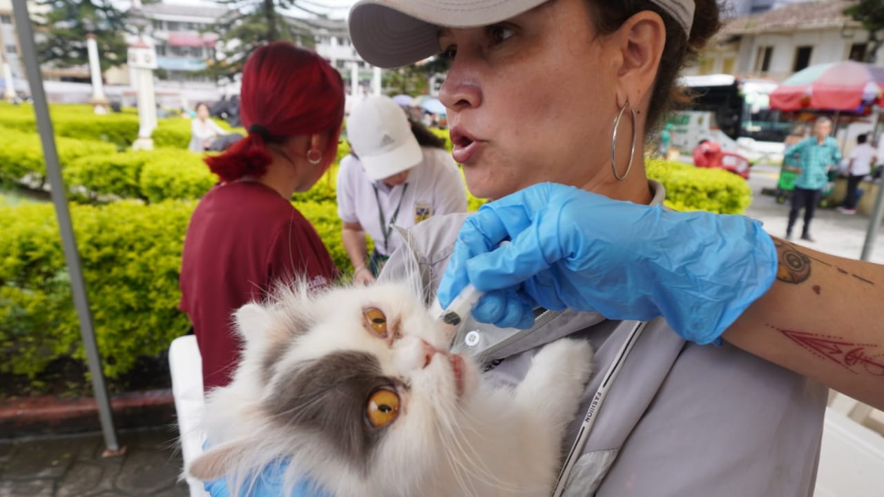 Las vacunas los reciben perros y gatos en los 14 municipios del departamento