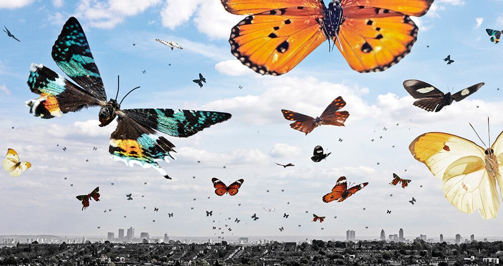 Creencias locales consideran que los insectos tienen una gran capacidad adaptativa al cambio climático. 