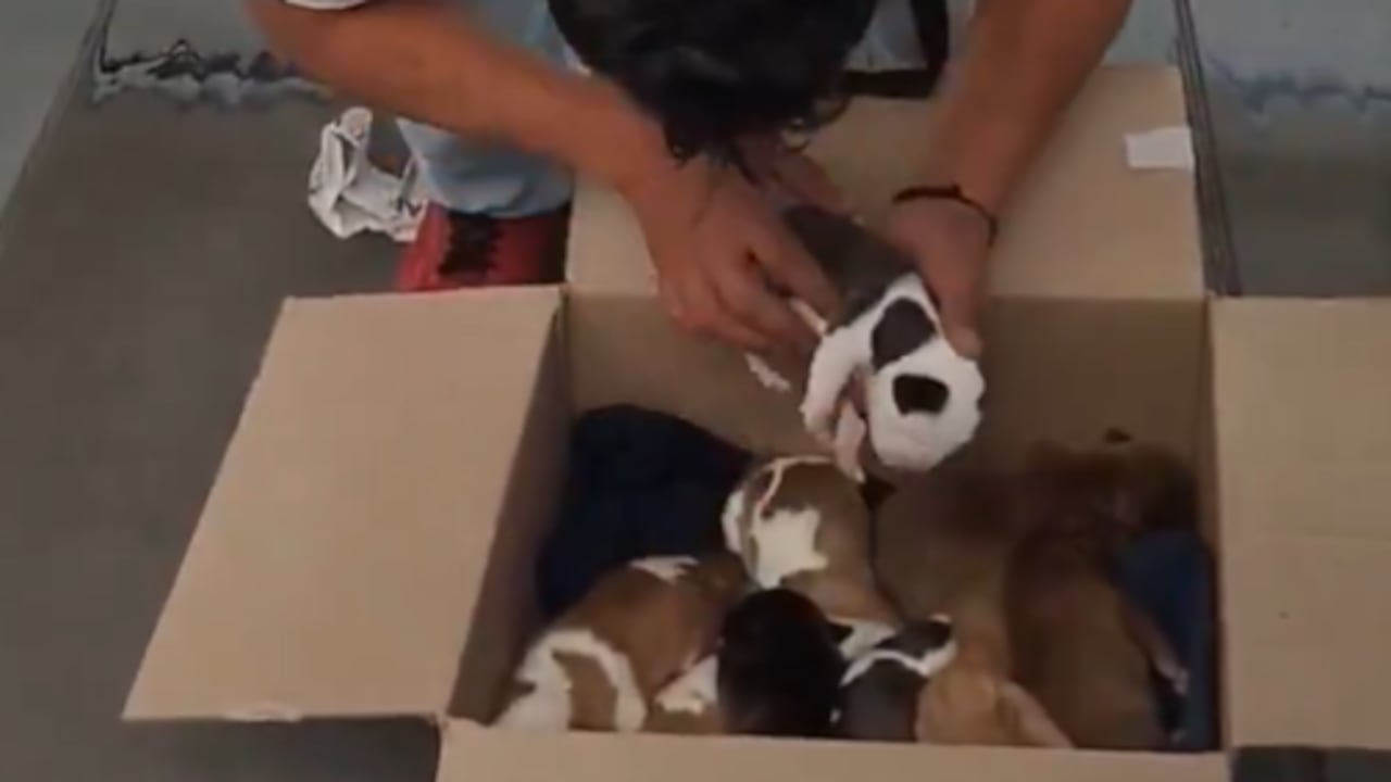 Venta de perros en TransMilenio.