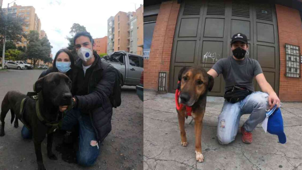 La adopción de perros va en aumento en la capital del país. Fotos: IDPYBA.