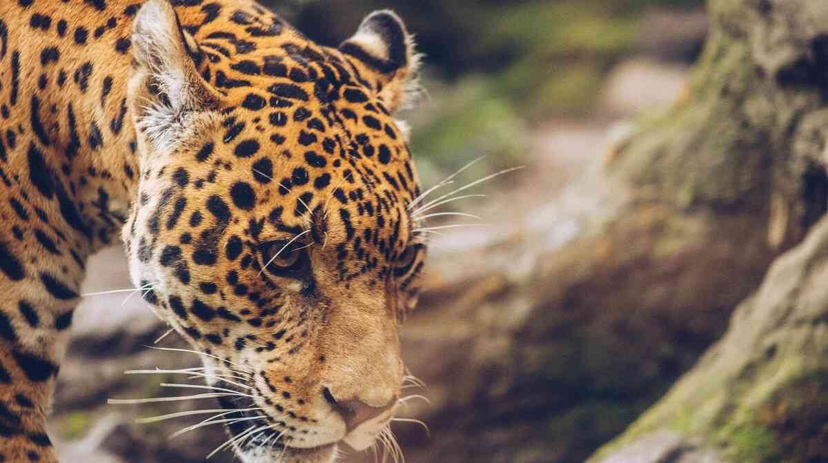 En el Zoológico Santacruz hay diversidad de especies.