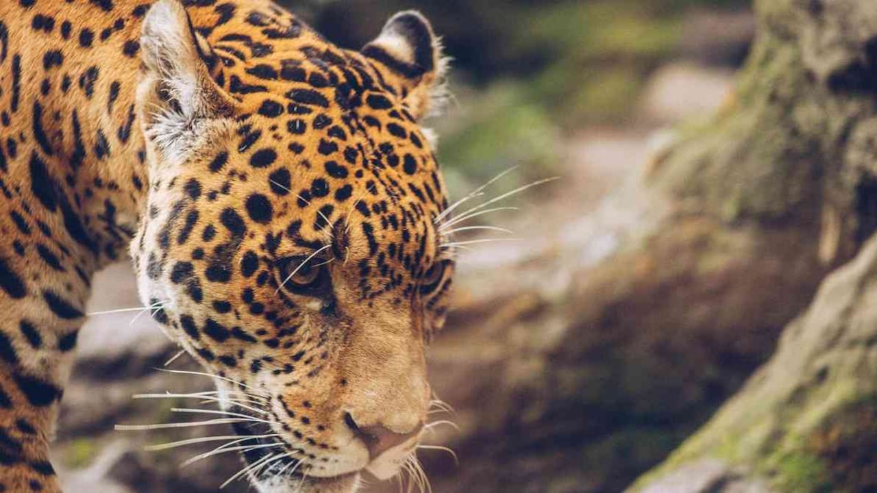 En el Zoológico Santacruz hay diversidad de especies.