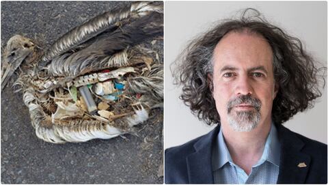 Los albatros mueren debido a que consumen constantemente plástico que confunden con comida.