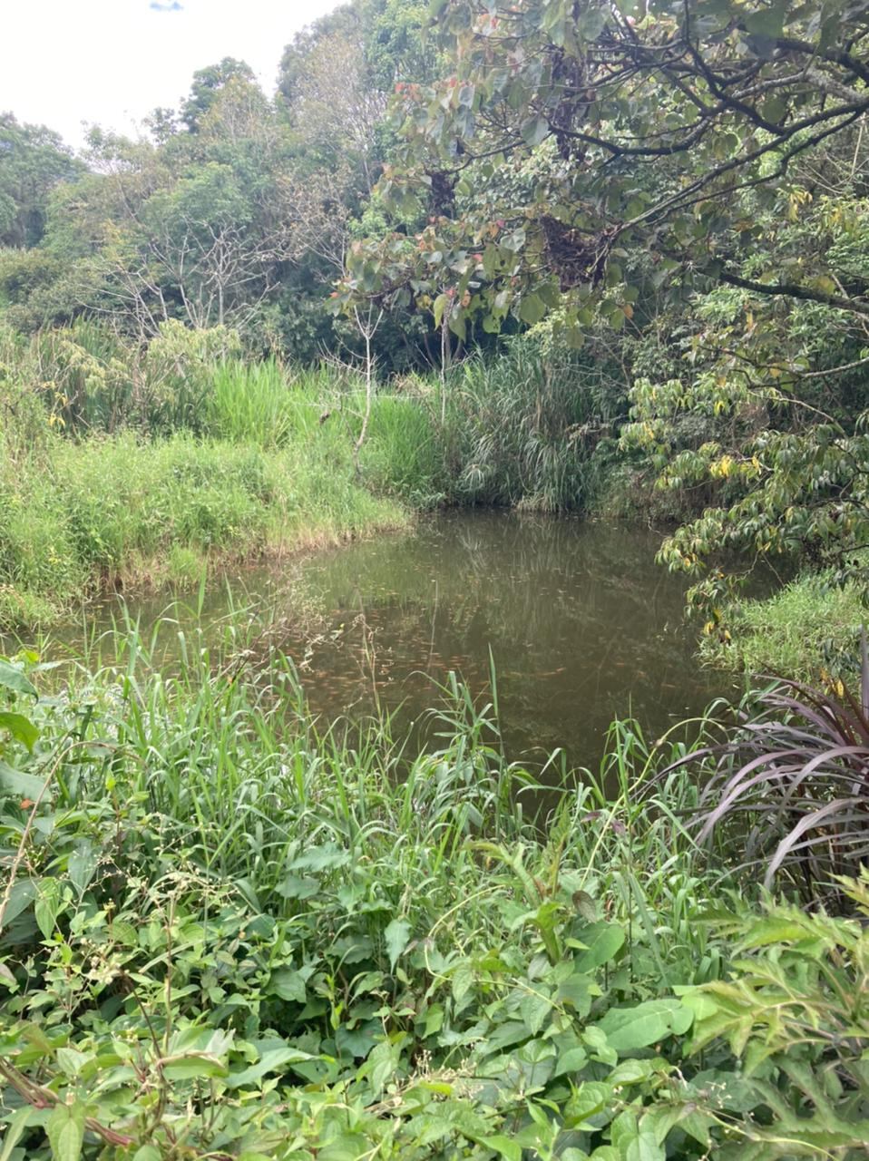 Nacimientos de agua en Perimetral de Oriente