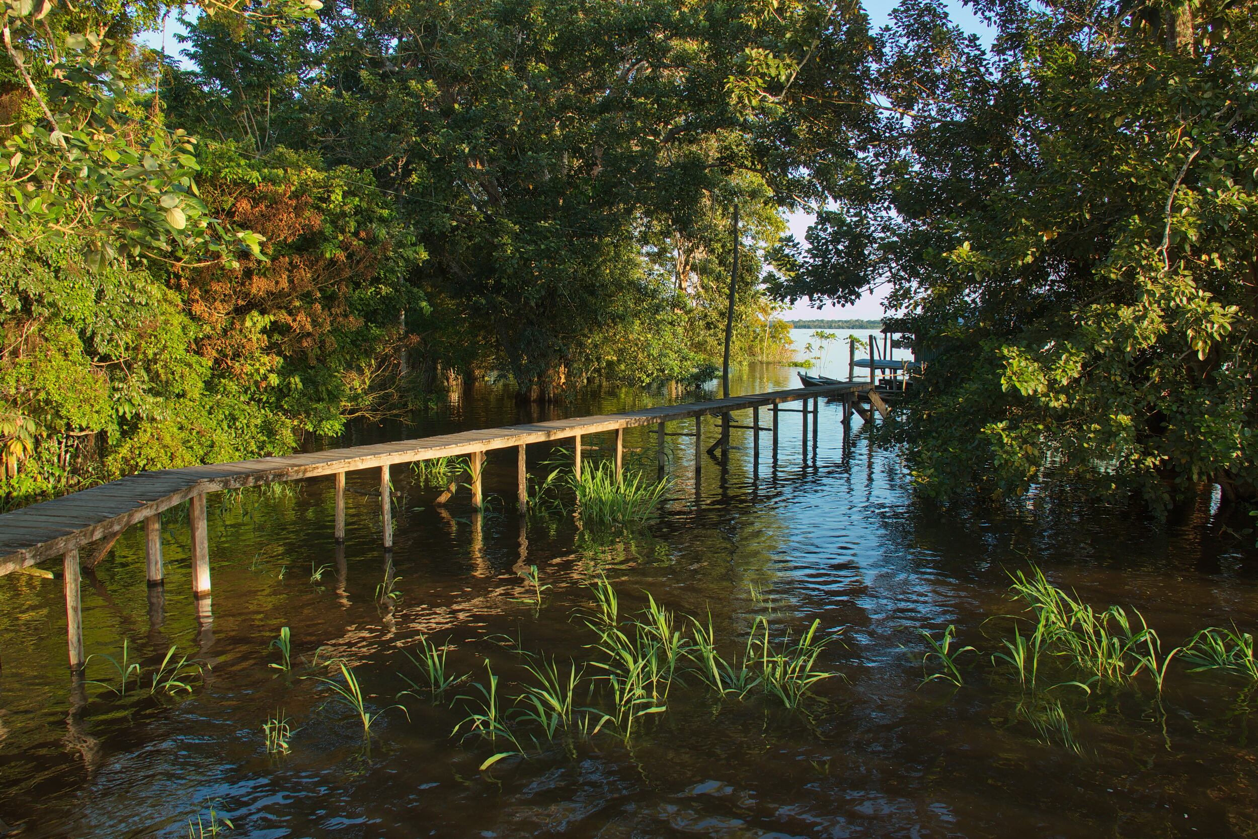 De acuerdo con Juan Felipe Guhl Samudio, coordinador de dinámicas socioambientales y culturales del Instituto Amazónico de Investigaciones Científicas (Sinchi), es urgente una restauración productiva y participativa en las ciudades amazónicas.